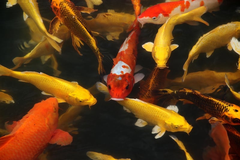 Koi Pond Supplies