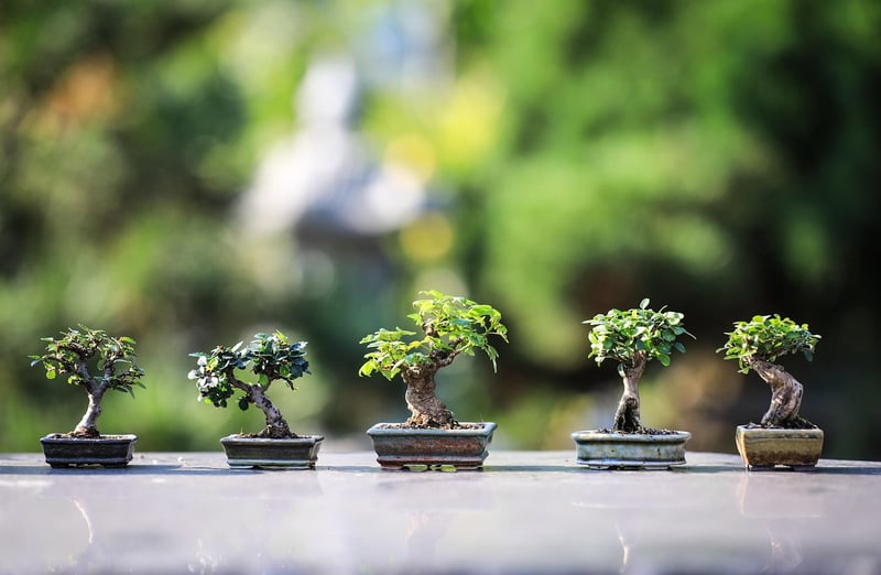 Miniature Bonsai Trees