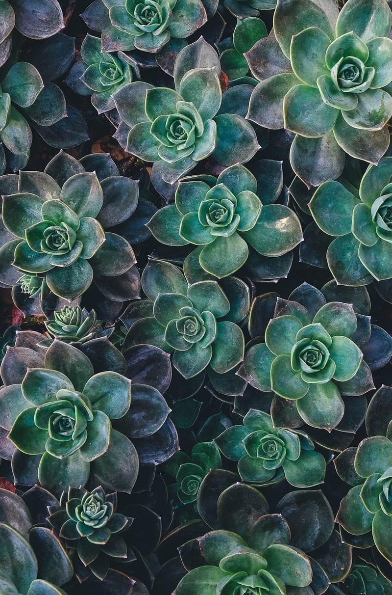 Succulent Garden Ideas